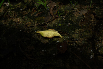A single yellow fallen leaf is illuminated by a sunbeam on a dark mossy forest floor. A conceptual image about hope, loneliness, life, and death in nature.