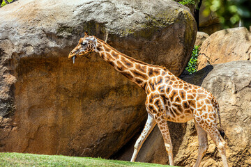 A giraffe with brown spots and a long neck walks in a beautiful green biopark against the backdrop...