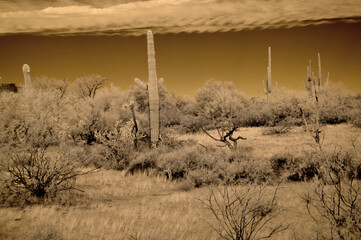 Sonora Desert Arizona in Infrared
