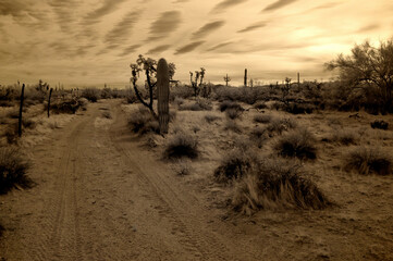 Sonora Desert Arizona in Infrared