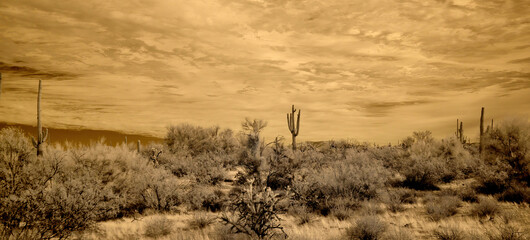 Sonora Desert Arizona in Infrared