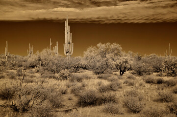 Sonora Desert Arizona in Infrared