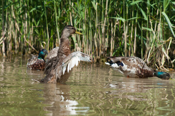 Duck is swimming on the pond.