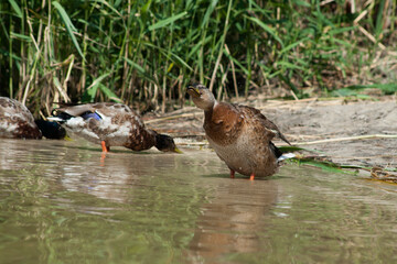 Duck is swimming on the pond.