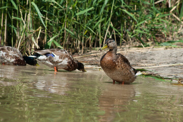 Duck is swimming on the pond.