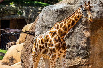 A large giraffe with brown spots walks in a green biopark against a backdrop of rocky cliffs