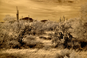 Sonora Desert Arizona in Infrared