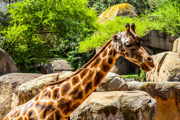 A large giraffe with brown spots walks in a green and beautiful biopark against the backdrop of...