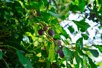 A branch of a plum tree is laden with ripening fruit, transitioning from green to purple. Amidst...