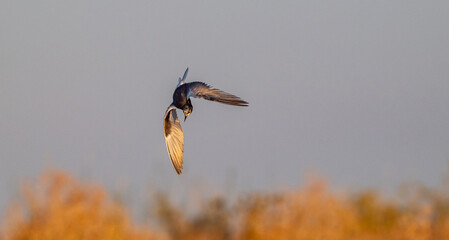 The White-winged Tern (Chlidonias leucopterus) lives near water and is quite successful at hunting...