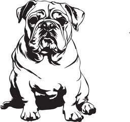 english bulldog puppy