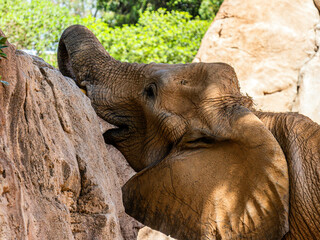 A big beautiful elephant searches for food with its trunk against the background of green tree...