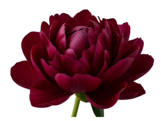 Deep red peony flower bloom with delicate petals isolated on transparent background