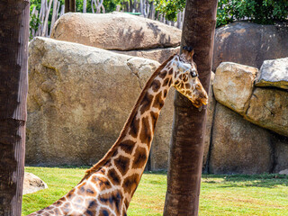 A long-legged and long-necked spotted giraffe walks on a green lawn against the backdrop of rocks...