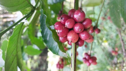 harvesting ripe red coffee beans from the tree. Coffee beans are the seeds of the coffee plant and are the source of coffee drinks.