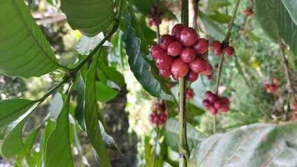 harvesting ripe red coffee beans from the tree. Coffee beans are the seeds of the coffee plant and...