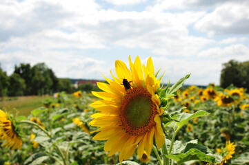 A large sunflower in the foreground, a golden field behind, green trees and a cloudy sky set a calm...