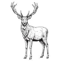Vintage engraved deer with large antlers standing still in classic black and white style