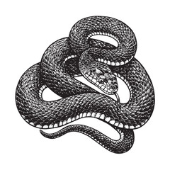 Obraz premium Coiled snake engraved in bold black line style with raised head and flicking tongue
