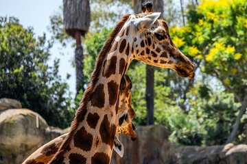 Beautiful cute long necked giraffe with brown spots