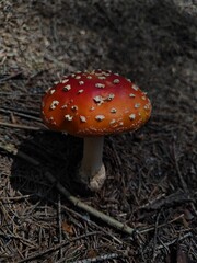 fly agaric mushroom