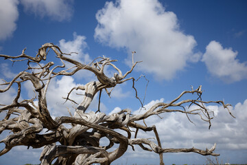 Twisted dry tree branches on the blue sky with fluffy white clouds background.