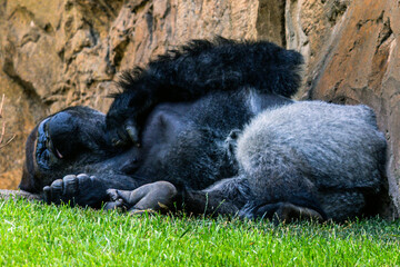 Big fluffy gorilla resting on green grass under a rock