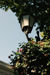 lantern in the park
