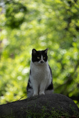 自然豊かな公園で玉ボケとハチワレ柄の野良猫