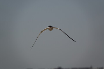 Caspian Tern (Hydroprogne caspia) wild birds of Tunisia
