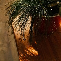 potted plant