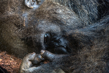 Large fluffy black gorilla close up resting on a warm day