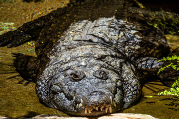 A large crocodile with huge teeth sunbathing in the sun close-up