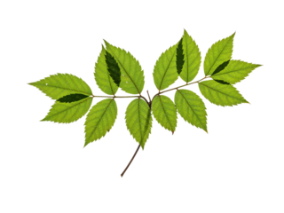 Bright green compound leaf with serrated edges and visible veins backlit on a transparent background isolated on transparent background