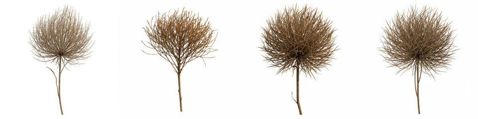 Dried Flower Arrangement Four Stems - Four dried flower stems, various shades of brown, symbolize nature's cycle, fragility, autumn, timelessness, and simple beauty