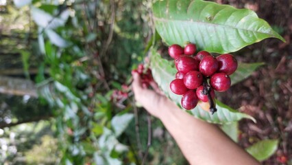 harvesting ripe red coffee beans from the tree. Coffee beans are the seeds of the coffee plant and...