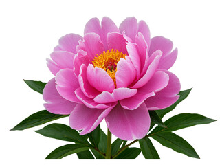 Obraz premium Vibrant pink peony flower with green leaves isolated on transparent background