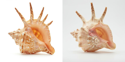 Obraz premium Murex Shell on White Background - Elegant sea shell, ocean treasure, coastal decor, summer vacation symbol, nature's art