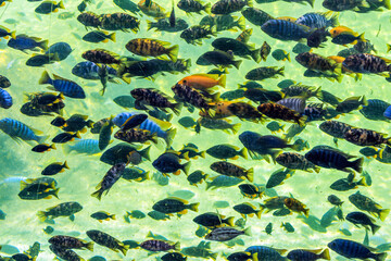 Many fish swim in a large aquarium against a yellow bottom