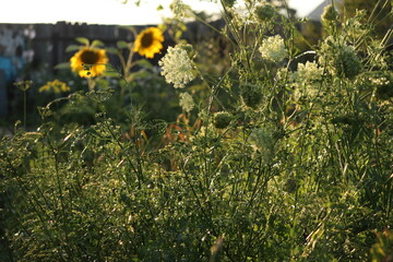 field of dandelions