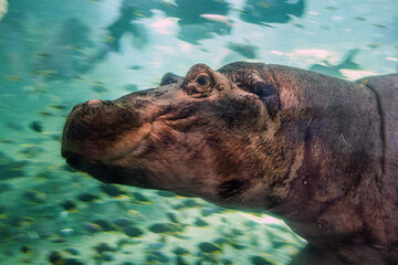 A beautiful hippopotamus swims underwater with fish in the background at the Biopark