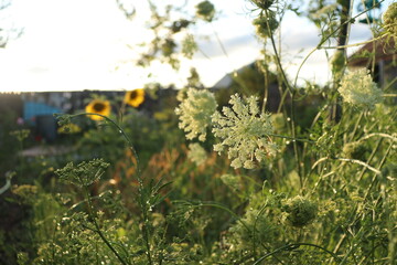 field of flowers