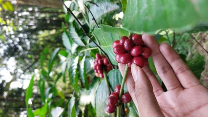 harvesting ripe red coffee beans from the tree. Coffee beans are the seeds of the coffee plant and...