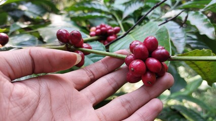 harvesting ripe red coffee beans from the tree. Coffee beans are the seeds of the coffee plant and...