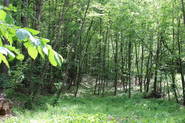 A small green edge against the background of a deciduous forest, tall trees in the sunlight.