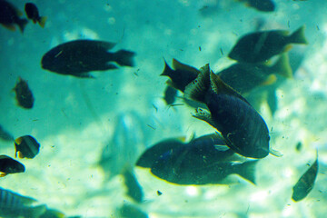 Many fish swim in a large blue aquarium
