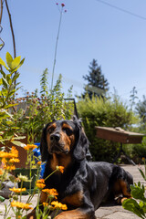 A majestic Tyrolean Hound standing alert in the alpine wilderness, showcasing its keen senses and hunting heritage.