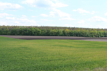 Beautiful rural land, a field of young wheat, plowed soil for sowing against the backdrop of...