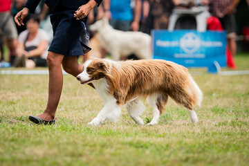 Border collie dog brown and white on the dog show