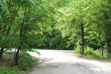 Beautiful green, deciduous forest growing above the road. Exit from the dirt road to the asphalt.